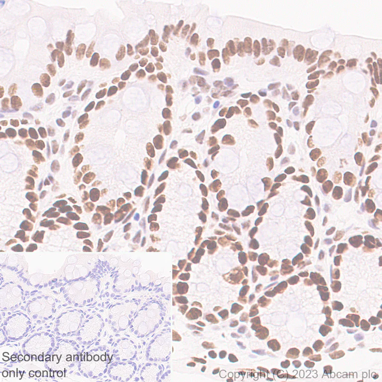 Immunohistochemistry (Formalin/PFA-fixed paraffin-embedded sections) - Anti-FOXP1 antibody [EPR26484-79] - BSA and Azide free (AB314489)