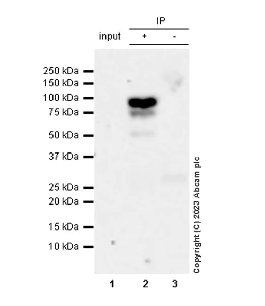 Immunoprecipitation - Anti-FOXP1 antibody [EPR26484-79] - BSA and Azide free (AB314489)