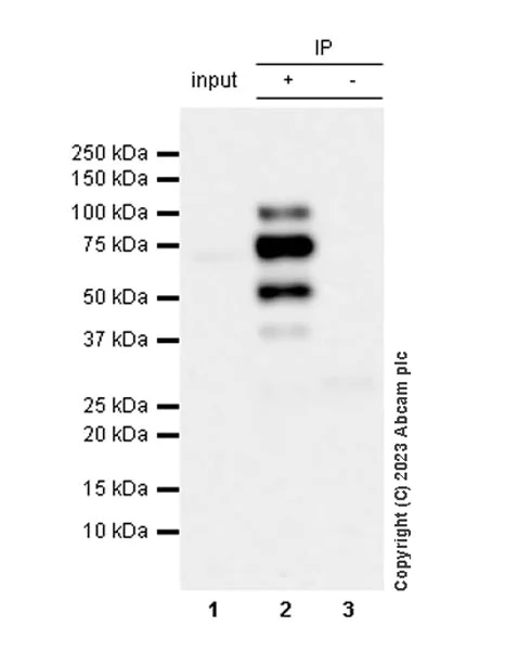Immunoprecipitation - Anti-FOXP1 antibody [EPR26484-79] - BSA and Azide free (AB314489)