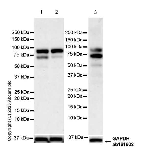 Western blot - Anti-FOXP1 antibody [EPR26484-79] - BSA and Azide free (AB314489)