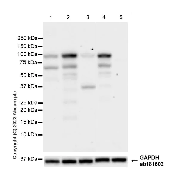 Western blot - Anti-FOXP1 antibody [EPR26484-79] - BSA and Azide free (AB314489)