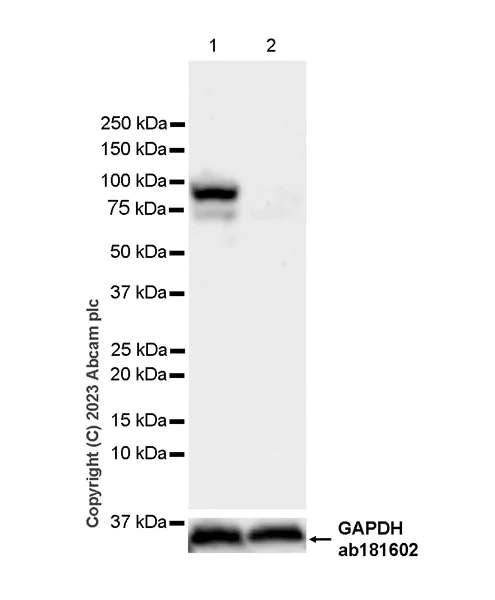 Western blot - Anti-FOXP1 antibody [EPR26484-79] - BSA and Azide free (AB314489)