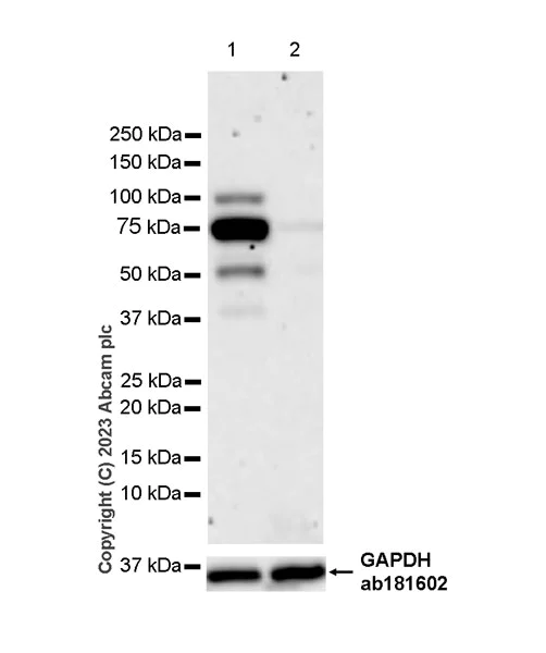 Western blot - Anti-FOXP1 antibody [EPR26484-79] - BSA and Azide free (AB314489)