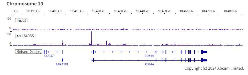 ChIP-sequencing - Anti-FOXP1 antibody [EPR4113] (ab134055), expandable thumbnail