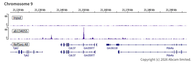 ChIP-sequencing - Anti-FOXP1 antibody [EPR4113] (AB134055)