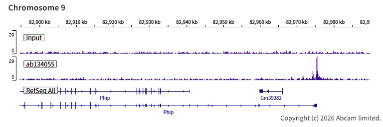 ChIP-sequencing - Anti-FOXP1 antibody [EPR4113] (AB134055)