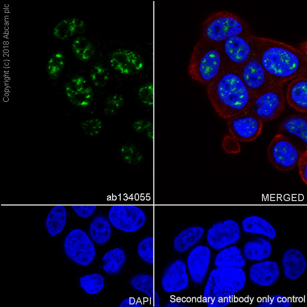 Immunocytochemistry/ Immunofluorescence - Anti-FOXP1 antibody [EPR4113] (AB134055), expandable thumbnail