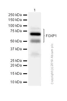 Western blot - Anti-FOXP1 antibody [EPR4113] (AB134055)