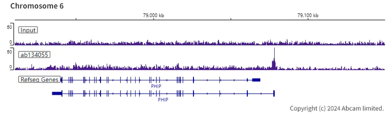 ChIP-sequencing - Anti-FOXP1 antibody [EPR4113] - BSA and Azide free (AB248661)