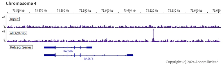 ChIP-sequencing - Anti-FOXP1 antibody [RM1113] (AB320745)