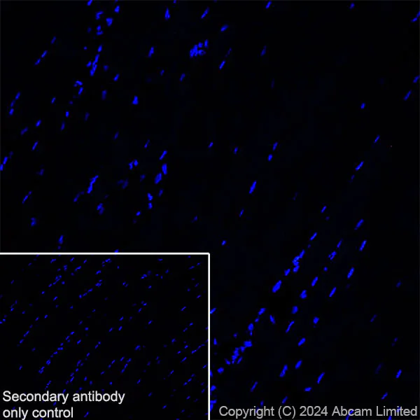 Immunohistochemistry (Frozen sections) - Anti-FOXP1 antibody [RM1113] (AB320745)