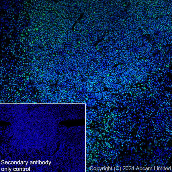Immunohistochemistry (Frozen sections) - Anti-FOXP1 antibody [RM1113] - BSA and Azide free (AB320746)