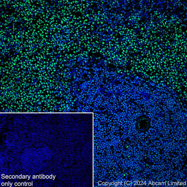 Immunohistochemistry (Frozen sections) - Anti-FOXP1 antibody [RM1113] - BSA and Azide free (AB320746)