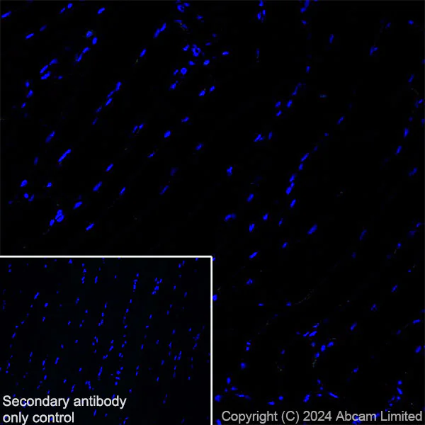 Immunohistochemistry (Frozen sections) - Anti-FOXP1 antibody [RM1113] - BSA and Azide free (AB320746)
