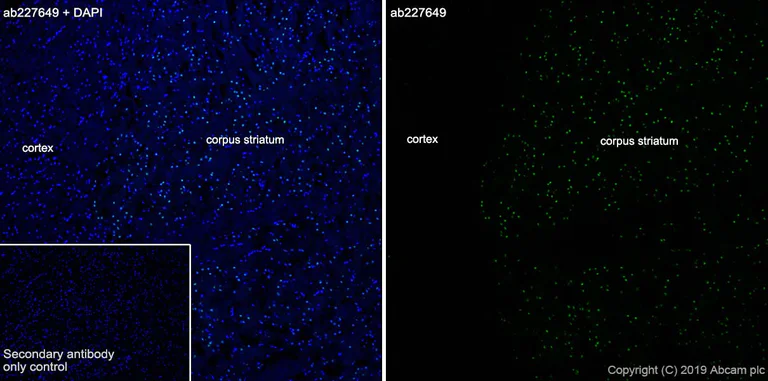 Immunohistochemistry (Frozen sections) - Anti-FOXP1 antibody [SP133] - BSA and Azide free (AB245739)