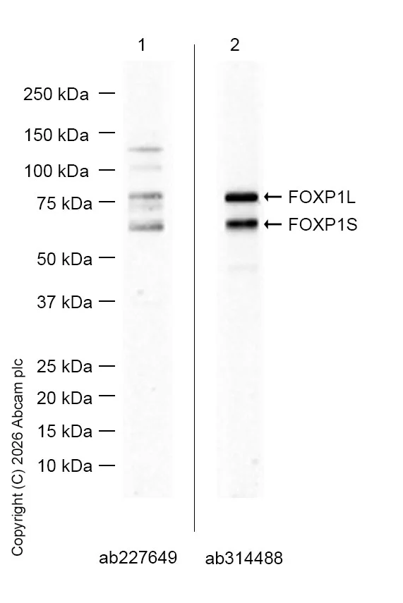 Western blot - Anti-FOXP1 antibody [SP133] - BSA and Azide free (AB245739)