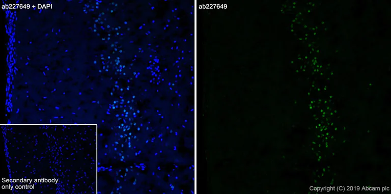 Immunohistochemistry (Frozen sections) - Anti-FOXP1 antibody [SP133] - C-terminal (AB227649)