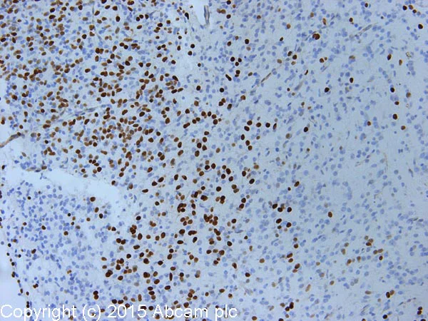 Immunohistochemistry (Formalin/PFA-fixed paraffin-embedded sections) - Anti-FOXP2 antibody (AB16046)
