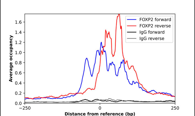 ChIP - Anti-FOXP2 Antibody (AB327169)