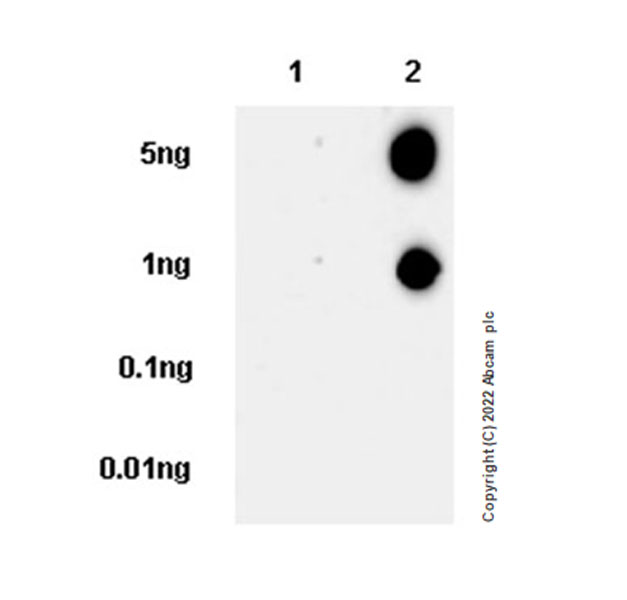 Dot Blot - Anti-FOXP2 antibody [EPR27323-26] - BSA and Azide free (ab307506), expandable thumbnail