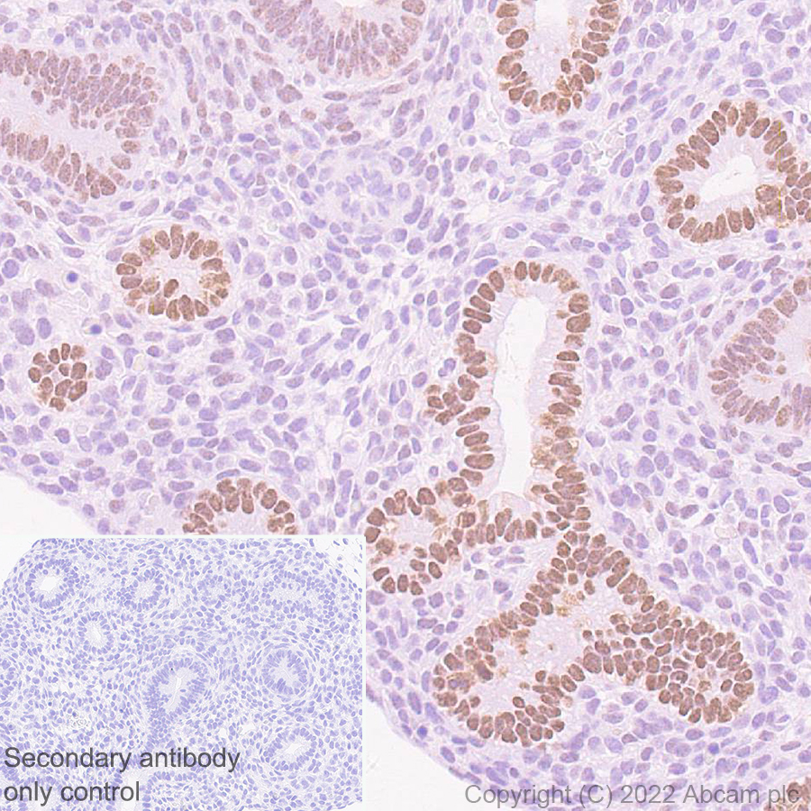 Immunohistochemistry (Formalin/PFA-fixed paraffin-embedded sections) - Anti-FOXP2 antibody [EPR27323-26] - BSA and Azide free (ab307506), expandable thumbnail