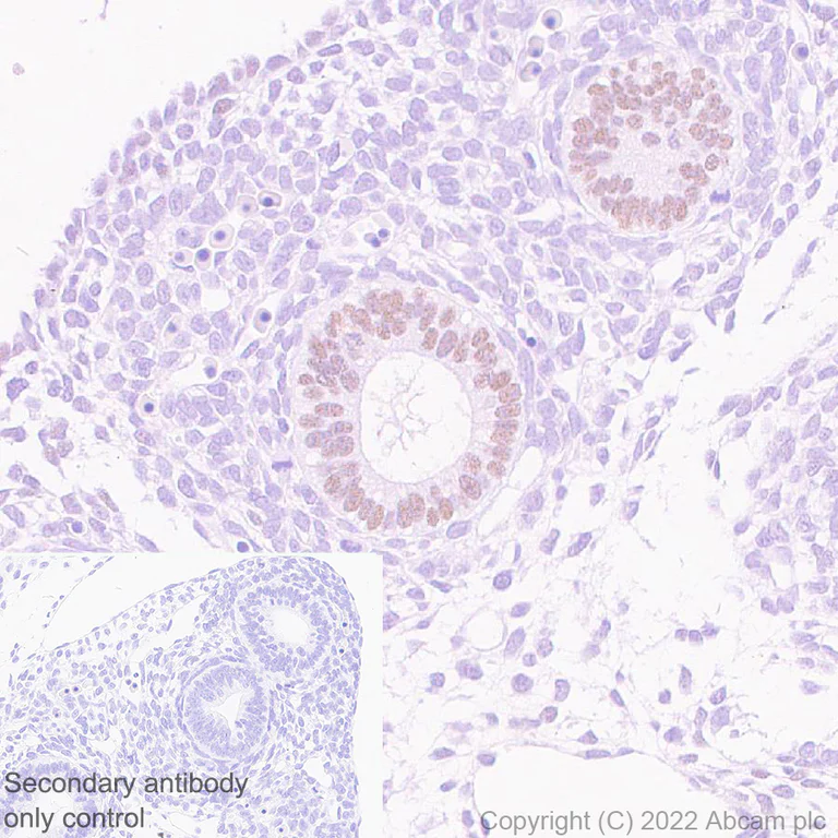 Immunohistochemistry (Formalin/PFA-fixed paraffin-embedded sections) - Anti-FOXP2 antibody [EPR27323-26] - BSA and Azide free (AB307506)