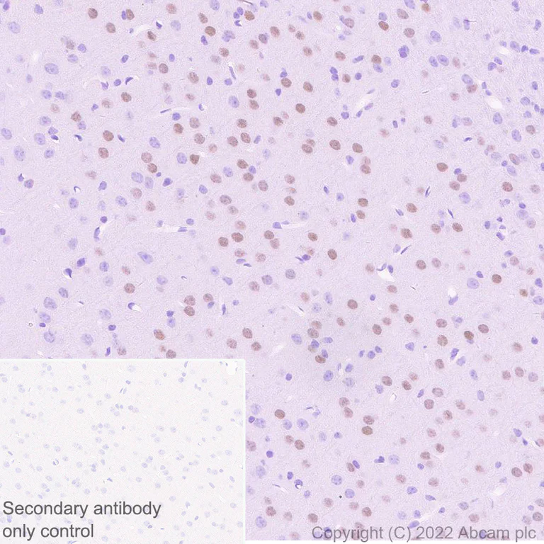 Immunohistochemistry (Formalin/PFA-fixed paraffin-embedded sections) - Anti-FOXP2 antibody [EPR27323-26] - BSA and Azide free (AB307506)