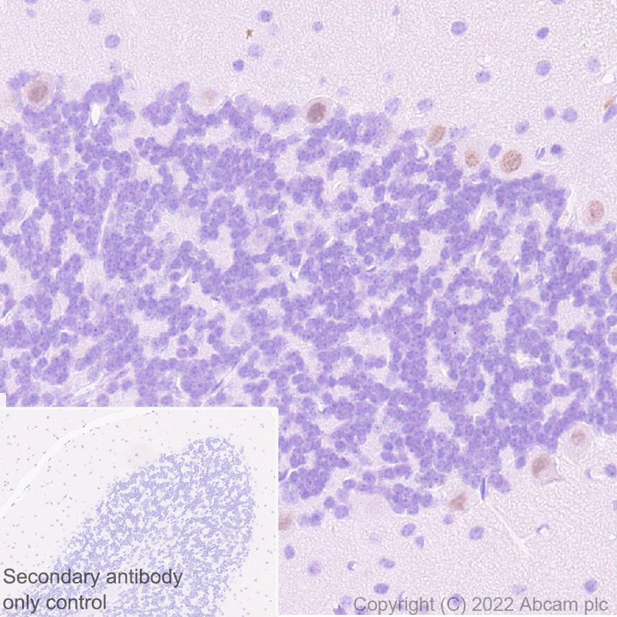 Immunohistochemistry (Formalin/PFA-fixed paraffin-embedded sections) - Anti-FOXP2 antibody [EPR27323-26] - BSA and Azide free (AB307506), expandable thumbnail