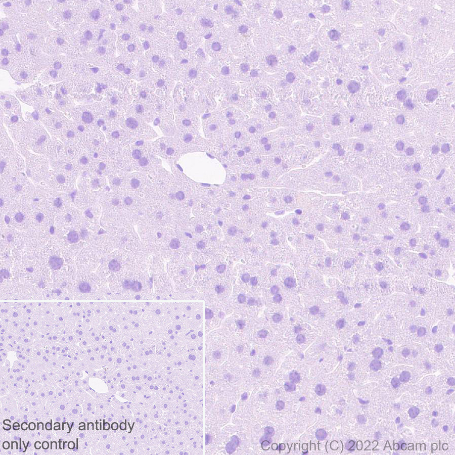 Immunohistochemistry (Formalin/PFA-fixed paraffin-embedded sections) - Anti-FOXP2 antibody [EPR27323-26] - BSA and Azide free (AB307506), expandable thumbnail
