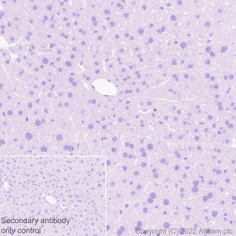 Immunohistochemistry (Formalin/PFA-fixed paraffin-embedded sections) - Anti-FOXP2 antibody [EPR27323-26] - BSA and Azide free (AB307506)