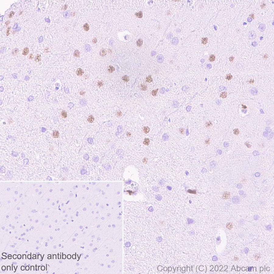 Immunohistochemistry (Formalin/PFA-fixed paraffin-embedded sections) - Anti-FOXP2 antibody [EPR27323-26] - BSA and Azide free (AB307506), expandable thumbnail