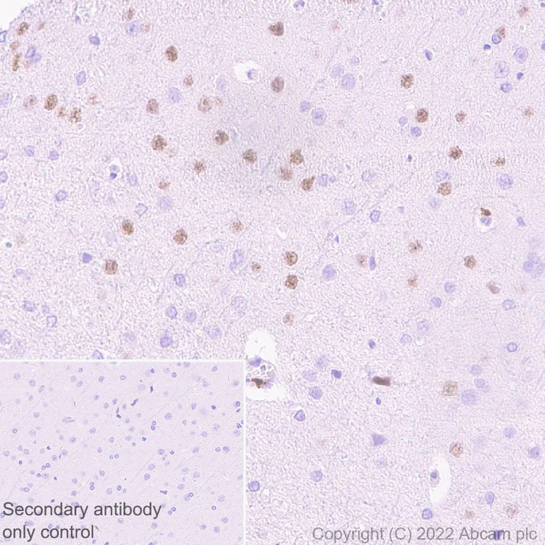 Immunohistochemistry (Formalin/PFA-fixed paraffin-embedded sections) - Anti-FOXP2 antibody [EPR27323-26] - BSA and Azide free (AB307506)