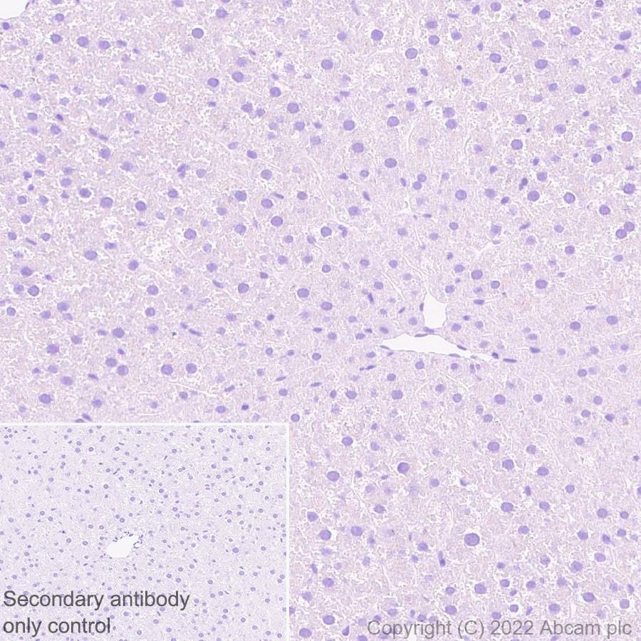 Immunohistochemistry (Formalin/PFA-fixed paraffin-embedded sections) - Anti-FOXP2 antibody [EPR27323-26] - BSA and Azide free (AB307506), expandable thumbnail