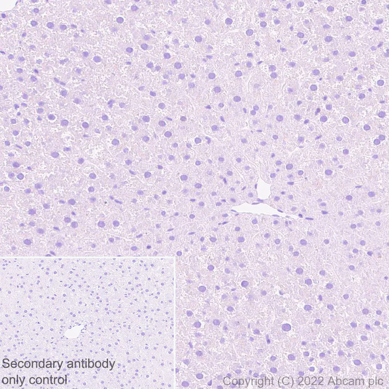 Immunohistochemistry (Formalin/PFA-fixed paraffin-embedded sections) - Anti-FOXP2 antibody [EPR27323-26] - BSA and Azide free (AB307506)