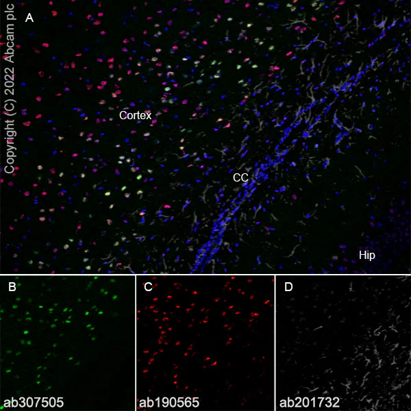 Immunohistochemistry (Frozen sections) - Anti-FOXP2 antibody [EPR27323-26] - BSA and Azide free (AB307506)
