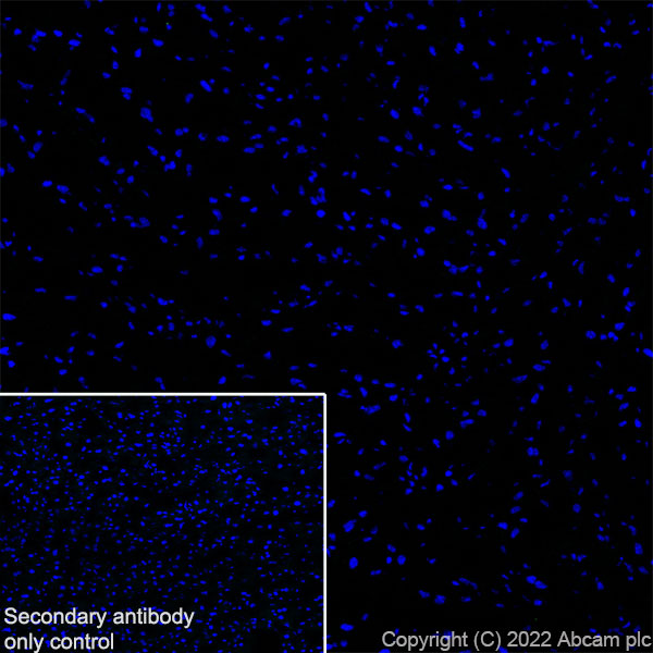 Immunohistochemistry (Frozen sections) - Anti-FOXP2 antibody [EPR27323-26] - BSA and Azide free (ab307506), expandable thumbnail