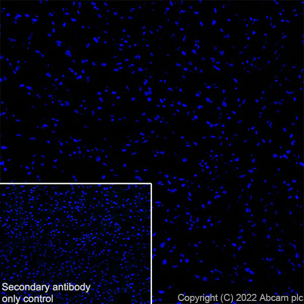 Immunohistochemistry (Frozen sections) - Anti-FOXP2 antibody [EPR27323-26] - BSA and Azide free (AB307506)