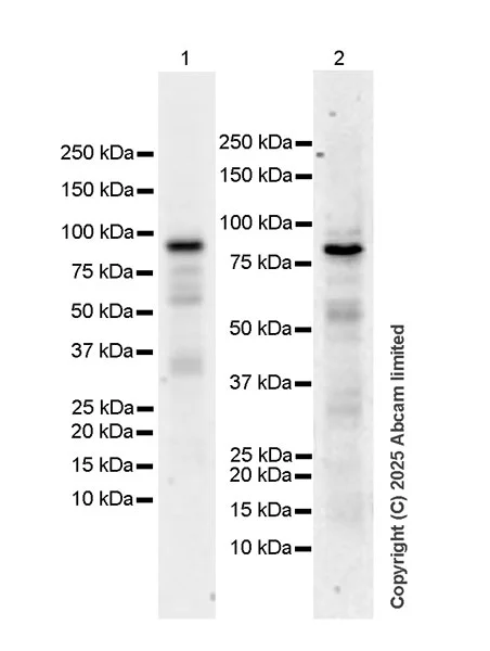 Western blot - Anti-FOXP2 antibody [EPR29629-38] (AB326725)