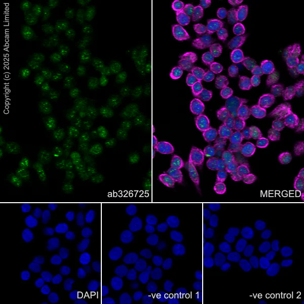 Immunocytochemistry/ Immunofluorescence - Anti-FOXP2 antibody [EPR29629-38] - BSA and Azide free (AB326729)