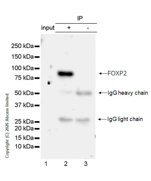 Immunoprecipitation - Anti-FOXP2 antibody [EPR29629-38] - BSA and Azide free (AB326729)