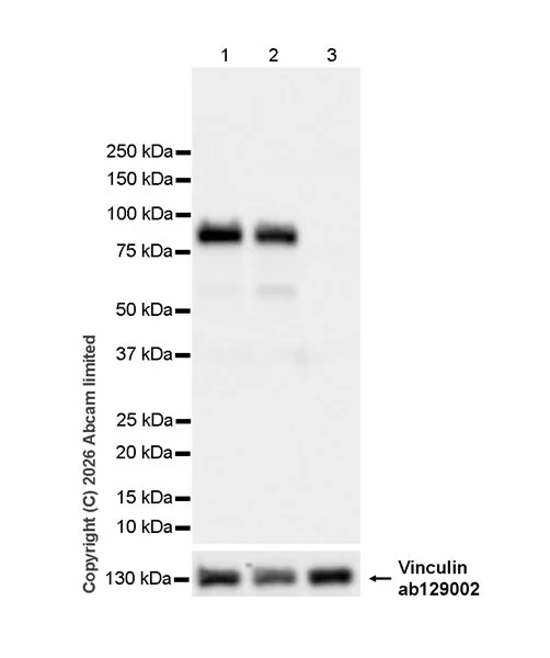Western blot - Anti-FOXP2 antibody [EPR29629-38] - BSA and Azide free (AB326729)