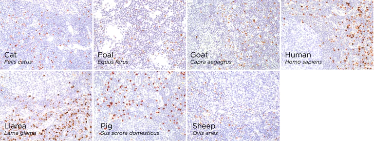 Immunohistochemistry (Formalin/PFA-fixed paraffin-embedded sections) - Anti-FOXP3 antibody [221D] (AB253297)