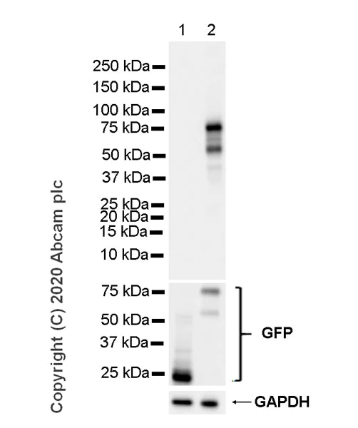 Western blot - Anti-FOXP3 antibody [221D] (AB253297)