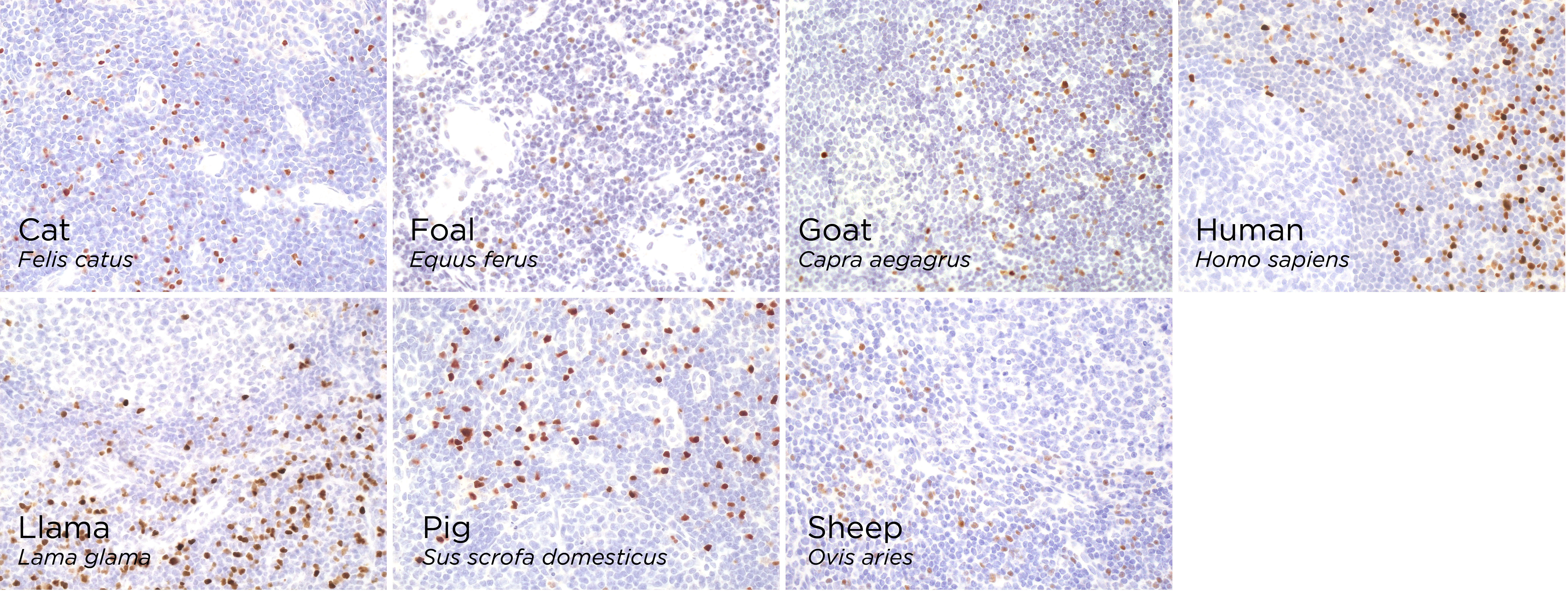 Anti-FOXP3 抗体 [221D] - BSA and Azide free (ab255942) | Abcam
