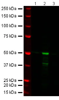 Western blot - Anti-FOXP3 antibody [236A/E7] (AB20034)
