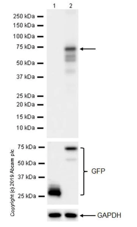 Western blot - Anti-FOXP3 antibody [236A/E7] (AB20034)