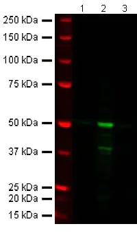 Western blot - Anti-FOXP3 antibody [236A/E7] - BSA and Azide free (AB96048)