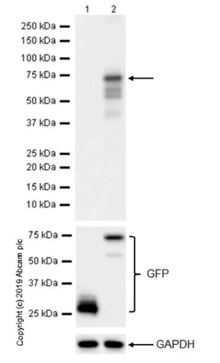 Western blot - Anti-FOXP3 antibody [236A/E7] - BSA and Azide free (AB96048)