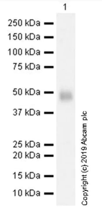 Western blot - Anti-FOXP3 antibody [236A/E7] - BSA and Azide free (AB96048)