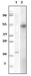 Western blot - Anti-FOXP3 antibody [2A11G9] (AB36607)